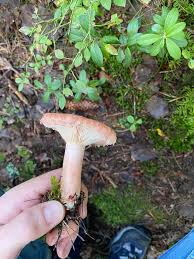 Image result for Lactarius mutabilis