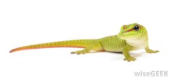 What do lizards & geckos eat? What Are The Different Types Of Lizards With Pictures