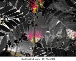 Image result for Malvaceae subfamily Bombacoideae