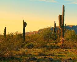 Then leave the mix dry for a week. Cactus And Other Desert Plants Ask A Biologist