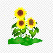 Bunga matahari gambar animasi for android apk download. Umum Bunga Matahari Gambar Animasi Gambar Png