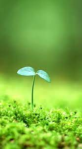Nature Wallpaper In Hd For Mobile Hd Nature Wallpapers Wallpaper Nature Flowers Beautiful Nature Wallpaper Hd