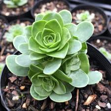 October's flower is the hop. Aeonium Aureum Was Greenovia Succulents Plants Miniature Plants