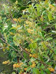 Image result for Buddleja madagascariensis