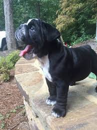 Bulldog Calm Courageous And Friendly English Bulldog Puppies Bulldog Puppies Bulldog
