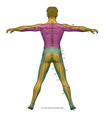 Posterior Dermatome Chart Body Chart Body Map Physical