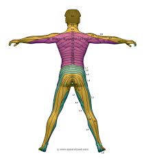 posterior dermatome chart body chart body map physical