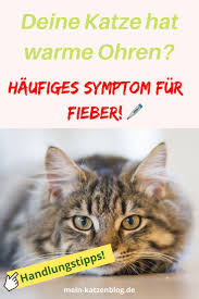 katze hat warme heisse ohren symptom fur fieber katzen katzen korpersprache katze fieber