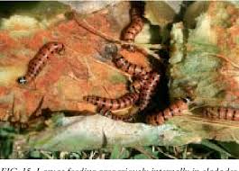 Are considerable and include forage. Pdf Biology History Threat Surveillance And Control Of The Cactus Moth Cactoblastis Cactorum Semantic Scholar