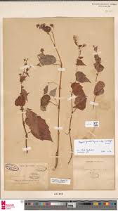 Image result for Begonia poculifera