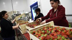 Les Hauts De France Premiere Region Productrice De Legumes