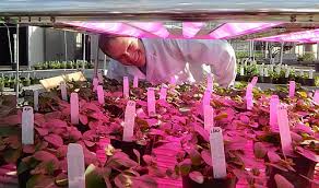 Apache tech led grow lights: Led Grow Light Grow Tent Hydroponic Grow Light Ledgrowshop