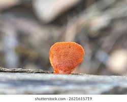 Image result for Pycnobotrya