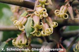 Image result for Cylicomorpha parviflora