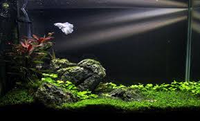 Planted Aquarium Tumblr Betta Aquarium Nature Aquarium Fish Tank