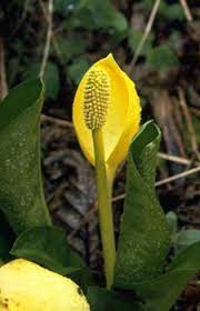 Totally yellow peace lily leaves or yellow and brown tips. Indoor Plants For Air Purification Big Green Purse