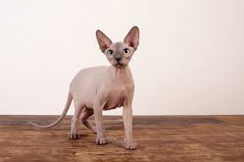 The ultimate sphynx cat quiz | 10 questions. Sphynx Cat Great Pet Care