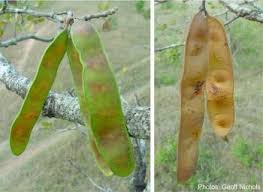 Image result for Albizia versicolor