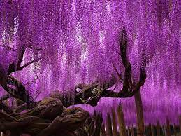 They are the perfect choice for planting in rows along a property border or close to structures like driveways or sidewalks because. 16 Weeping Willow Ideas Weeping Willow Weeping Willow Tree Willow Tree