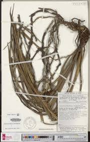 Image result for Ancistrorhynchus tenuicaulis