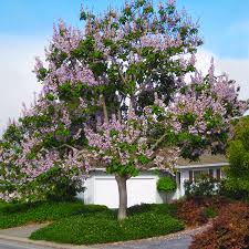 Tree with purple flowers texas. Royal Empress Trees For Sale Fastgrowingtrees Com