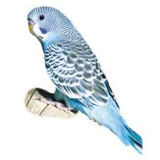 Blue Birds You Can Have As Pets Blue Parakeet Live Birds Petsmart Blue Parakeet Parakeet Cute Birds