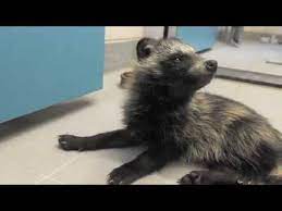 De schedel is schoongemaakt, ontvet, ontsmet en zien. Hoe Gaat Het Met Wasbeerhond Wolle Stichting Aap Youtube