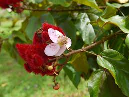 Image result for Bixa orellana