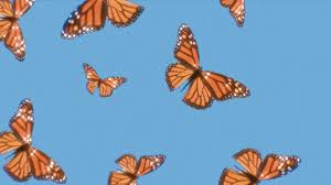 This is my first post for my account! Aesthetic Butterflies Wallpapers Posted By Zoey Walker