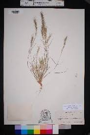 Image result for Aristida adscensionis