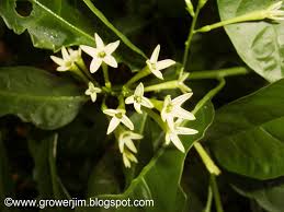 Image result for Cestrum nocturnum