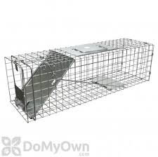Usually, curly cats live in groups called colonies. Possum Opossum Control How To Get Rid Of Possums