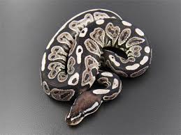 Axanthic Black Pewter Ball Python Axanthic Black Pastel Vpi Line Morph List World Of Ball Pythons Ball Python Python Drawing Snake Lovers
