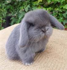 Black And White Holland Lop Bunny For Sale Mini Lop Rabbit Breeds Pet Rabbit Mini Lop