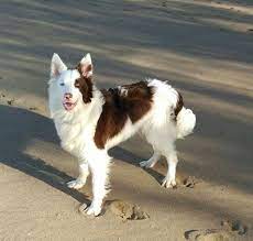 Pin On Border Collie