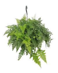 Davallia (deersfoot fern, hare's foot fern, shinobu fern, rabbit foot fern, ball fern) is a genus of about 40 species of fern. Buy Rabbit S Foot Fern Davallia Fejeensis Free Shipping Over 100