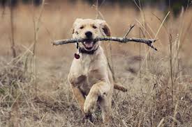 Once again, the labrador retriever is one of the most popular pure bred dogs in three of the five largest cities in florida: Good Dogs Up For Adventure Garden Gun