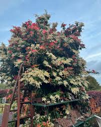 Image result for Pieris formosa