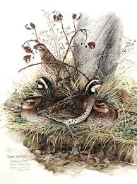 Don Whitlatch professionally framed print "Bob White Quail" 1972