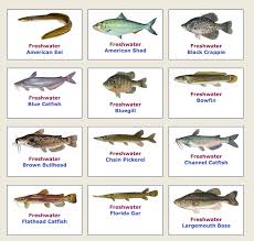 Florida Fishing And Boating Laws