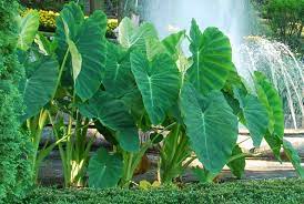 Maybe you would like to learn more about one of these? Colocasia Esculenta Taro