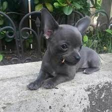 Maybe you would like to learn more about one of these? Chihuahua Info Types Lifespan Temperament Puppies Pictures