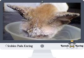 Scabies Pada Kucing Kucing Kucing Persia Hewan
