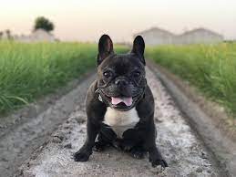 french bulldog bulldog chihuahua puppies