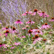 Image result for Echinacea purpurea `Magnus`
