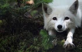 Arctic foxes are known by several names appearance: Hinterland Who S Who Arctic Fox
