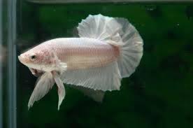 Betta Fish Fin Rot Complete Guide Aquatic Delights