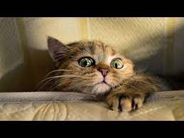 Youtube Cat Memes Funny Cats Cats
