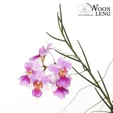 We did not find results for: Papilionanthe Miss Joaquim Vanda Miss Joaquim Woon Leng Nursery