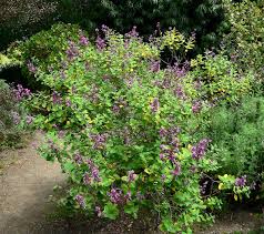 Image result for Syncolostemon